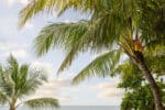 Palm Tree Postcard
