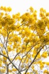 Sunshine Bloom